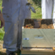 Beekeeping Advisor for Busy Retail Store