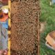 Supernuc Apiaries (Lethbridge Area)- Hives for Sale